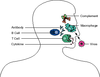 Immune System